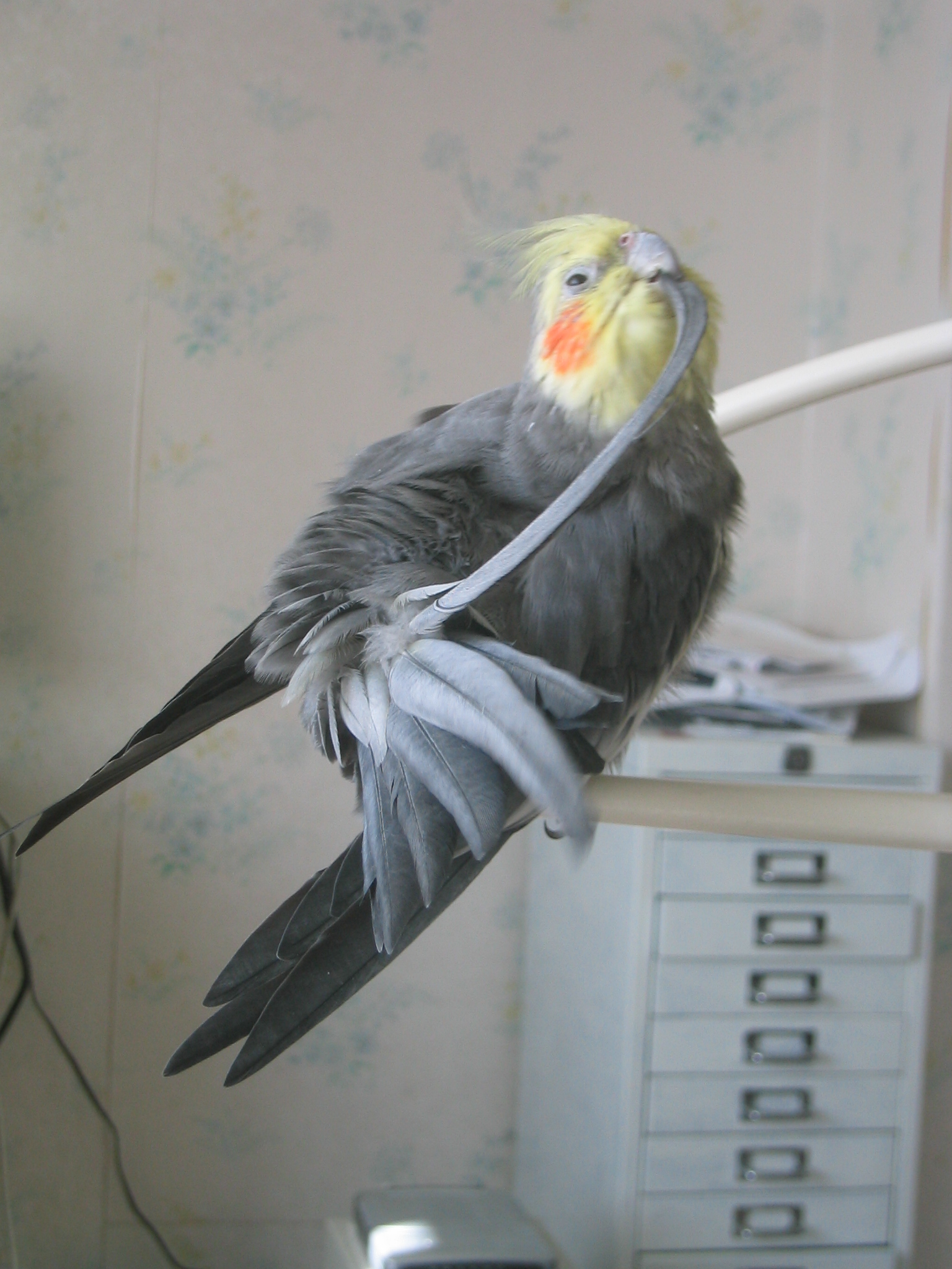 Must keep clean and fresh.  The longest feathers go 'ping'